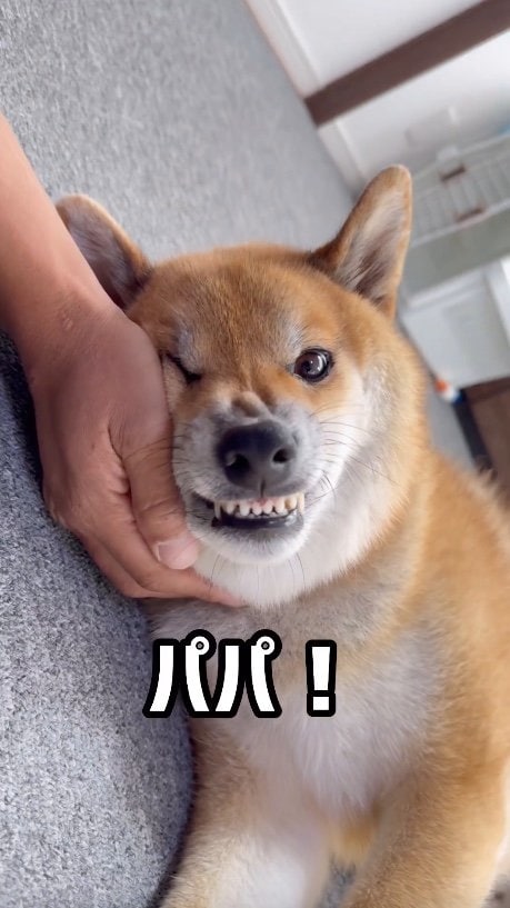 提供：柴犬ぽてとさん