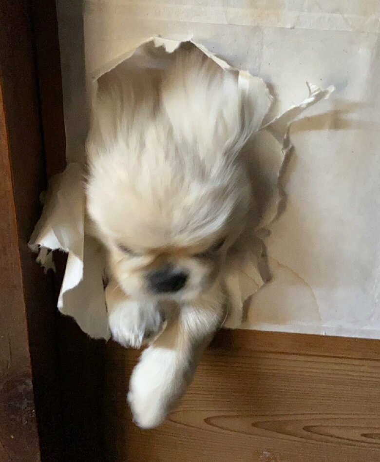 飼い主さん「うわあああああぁぁぁぁぁぁぁ」