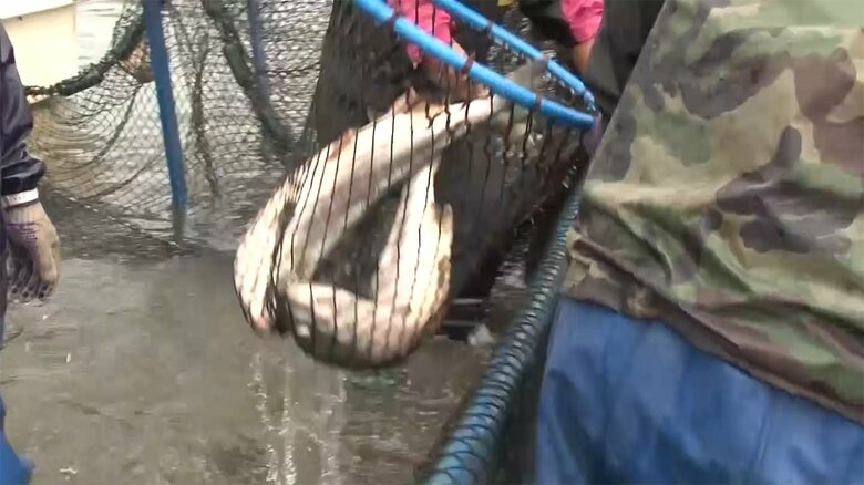 網にサケを追い込む漁は冬の風物詩　