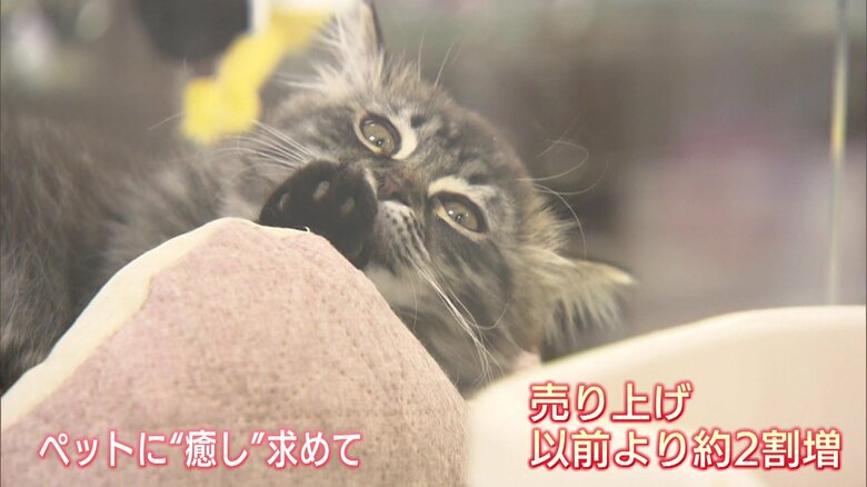 ペットに癒しを求め…