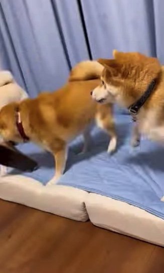 提供：柴犬ポポ(7)リブ(4)ラム(4)さん