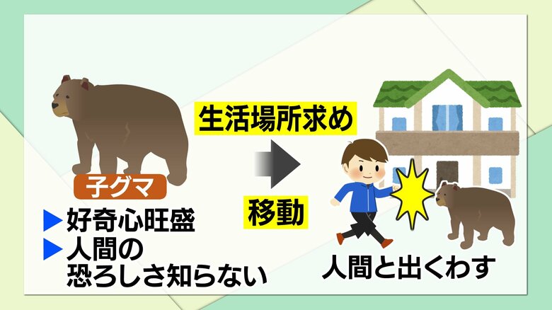 子グマは好奇心が旺盛で人里へ