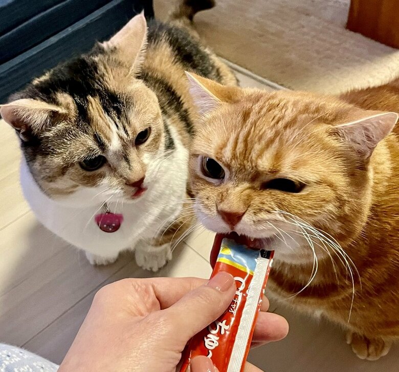 ちゅ～るを食べている　はなちゃんは順番待ち中