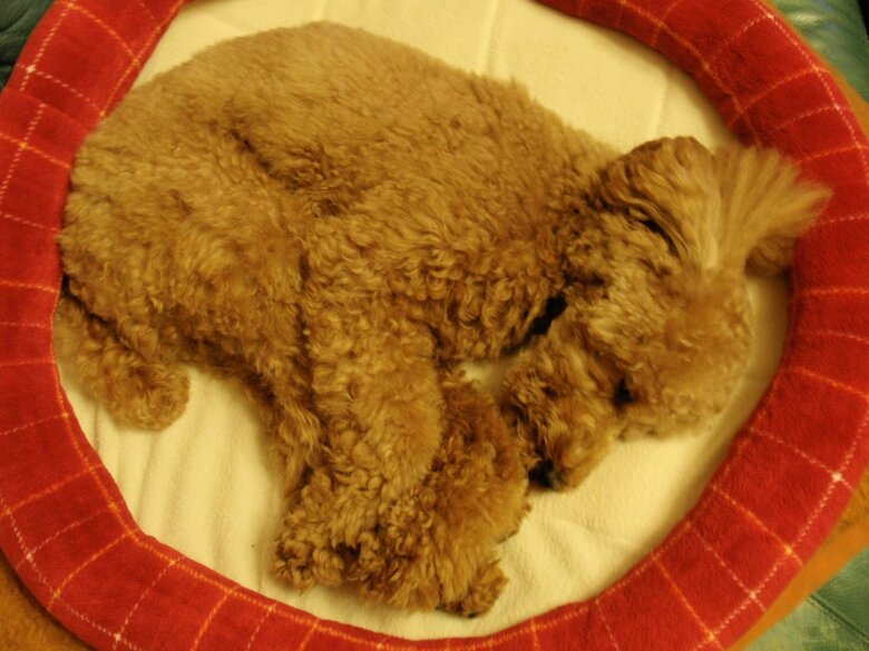 キュートな寝姿（1歳半の頃）