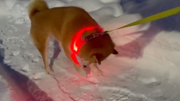 やっぱり冷たくはある様子