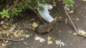 歩道脇のごみを狙うねずみ　千代田区提供