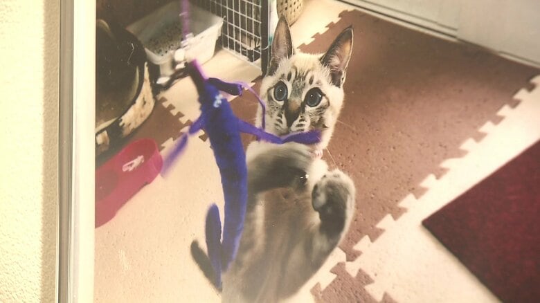 猫じゃらしに夢中な姿も