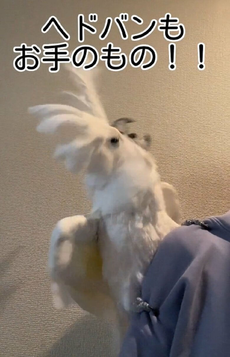 肩の上でも現在は対策済み？得意のヘドバンも余裕そう