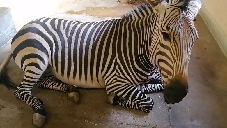 オリーブちゃん（提供：福山市立動物園）