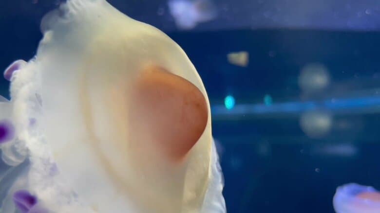 （提供：新江ノ島水族館）