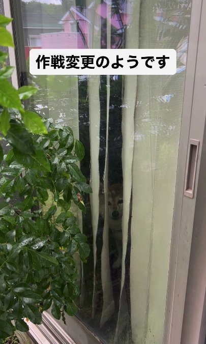 提供：橋本真実さん