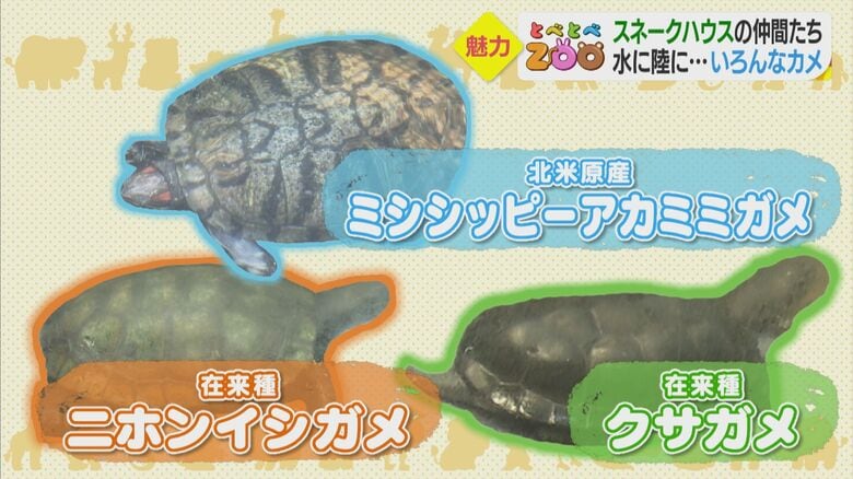 水辺に暮らすカメ