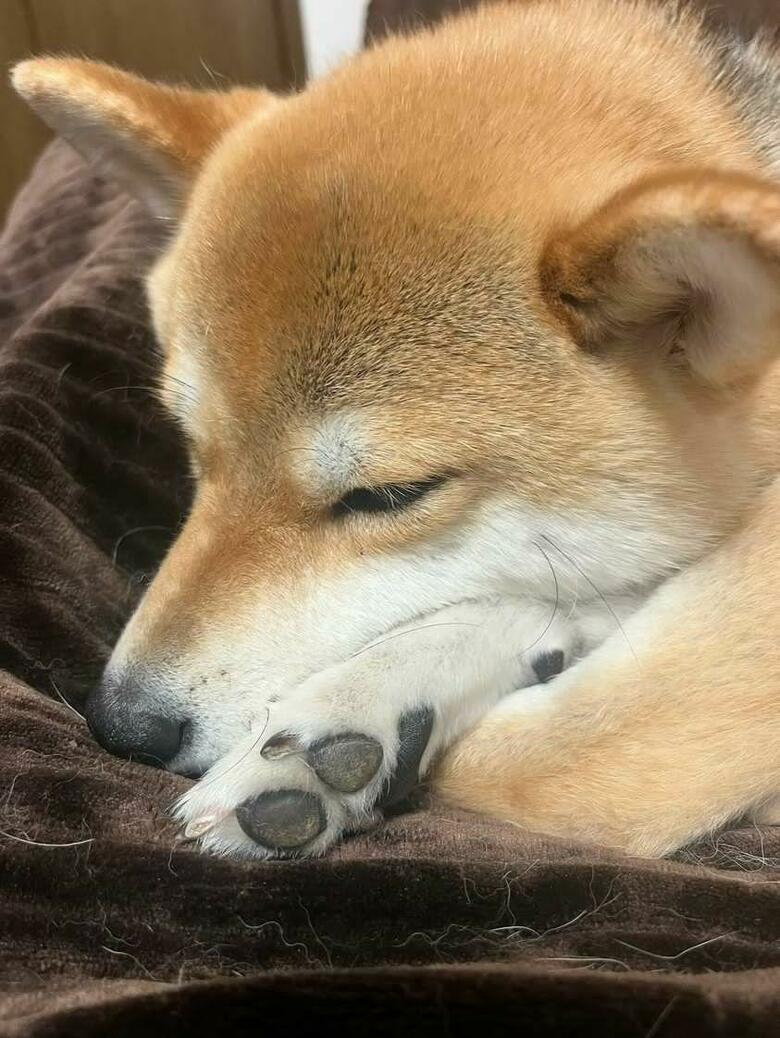 提供：柴犬ゆきちゃん