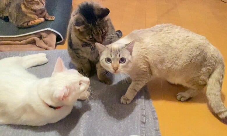先住猫たちの“猫集会”に呼ばれたくう君