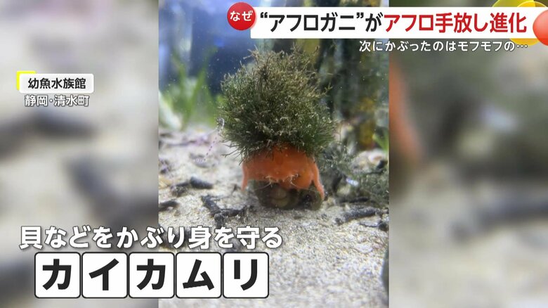 本来は貝などをかぶるカイカムリ（映像提供：幼魚水族館）
