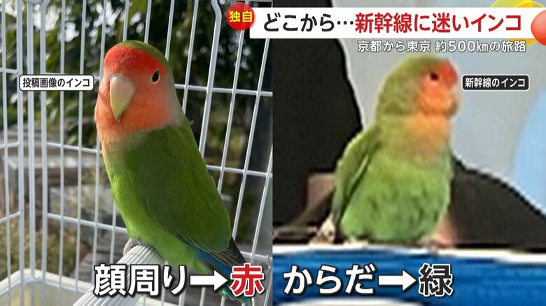 SNS画像のインコと新幹線のインコ