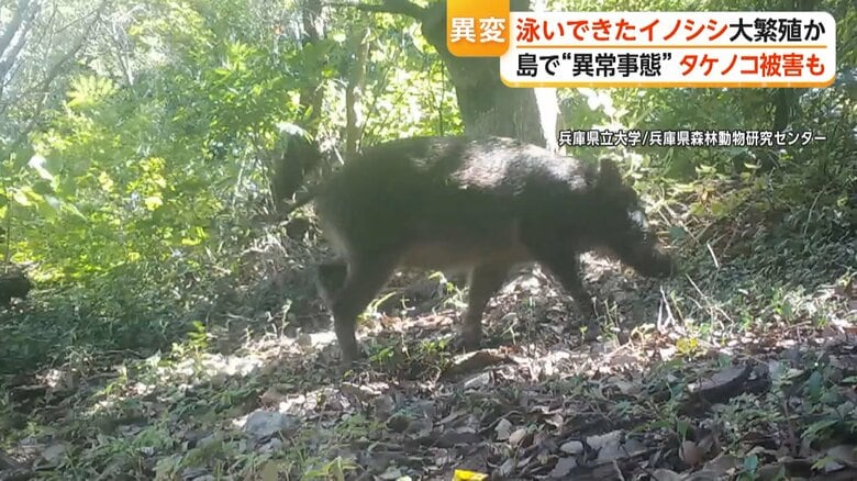 イノシシに占拠されてしまった島（兵庫・沼島）