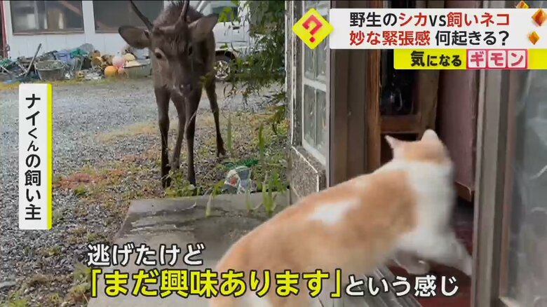 「（シカから）逃げたけど、『まだ興味ある』という感じ」と話す、ナイくんの飼い主