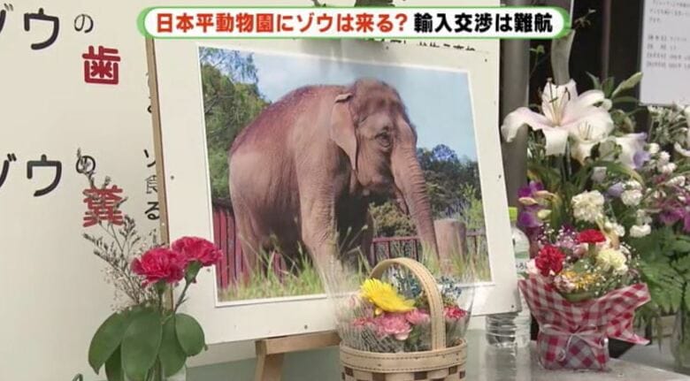 人気者だったシャンティ