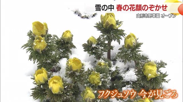 白い雪の中で黄金色に輝いて咲くフクジュソウ（キンポウゲ科）