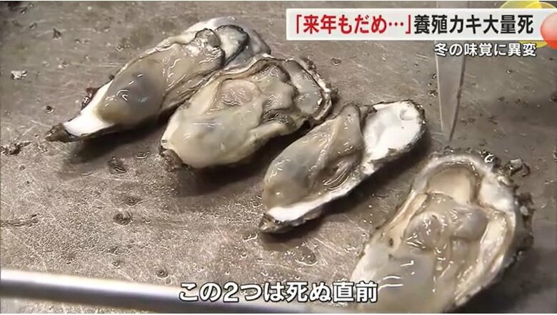 両端の２個が「死ぬ直前」だという
