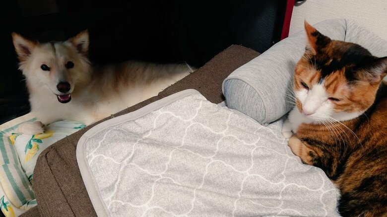 つるちゃんのお家では猫ちゃんも暮らしている