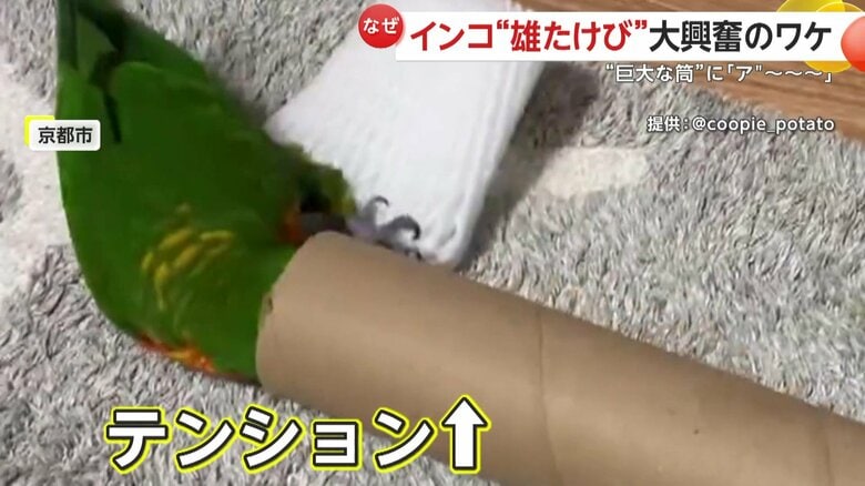 テンションが上がりまくるクーピーくん