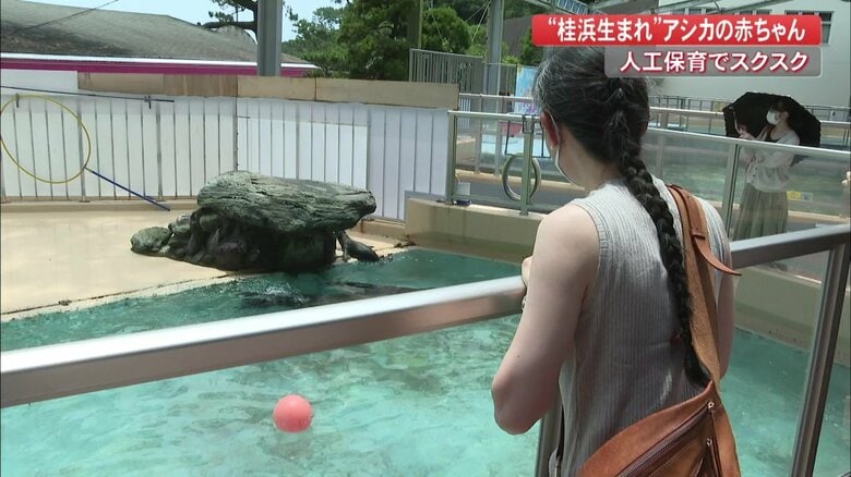 コエルの愛らしさにお客さんもメロメロ