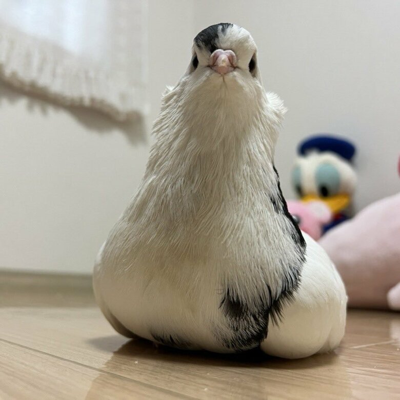 タンブラーピジョンの幸生くん（提供：ららこさん）