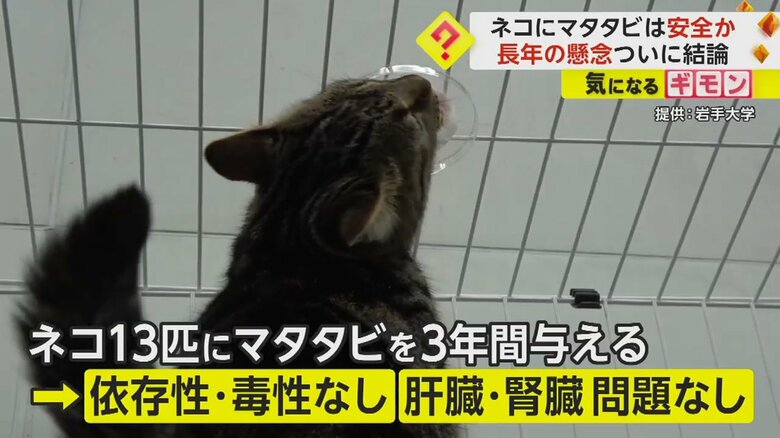 ネコ13匹に、マタタビを3年間与え続けた研究の結果、依存性や毒性がなく、肝臓や腎臓にも問題が起きないことが分かった