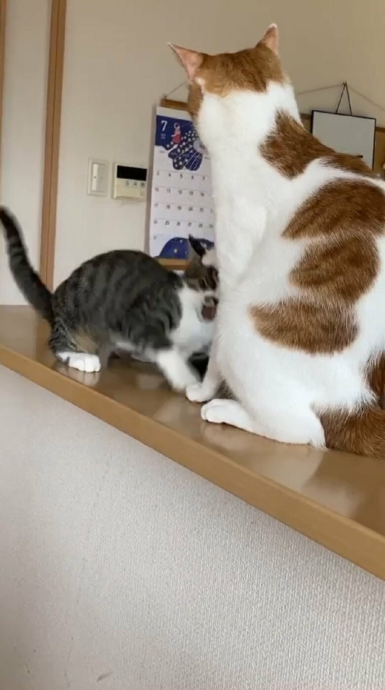 投稿動画のその後　もう一度仕掛ける大三くん
