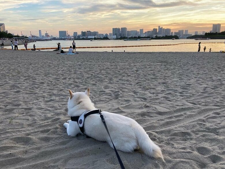 1匹で海を眺めてたそがれている