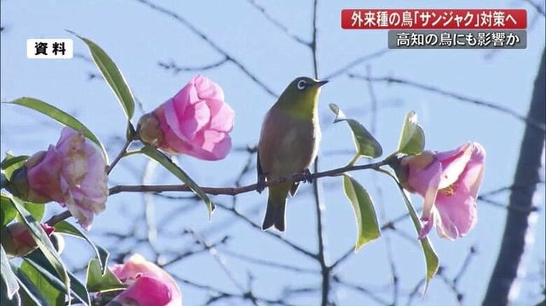 鹿島ではメジロが見られなくなったという