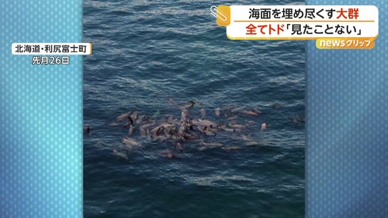 利尻島の沿岸近くで異例の大群となって現れたトド