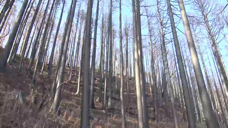 木の上側の葉が完全に焼失し水を吸い上げることができない