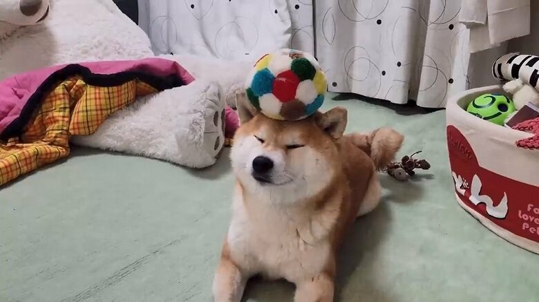 ボールのおもちゃをバランスよく乗せるこむぎくん