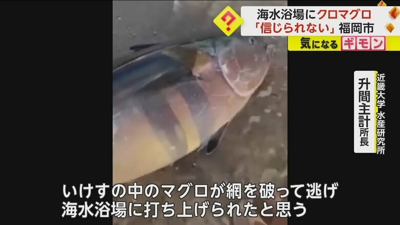 （視聴者撮影）