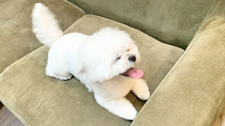 普段から表情豊か。こんな顔になることも