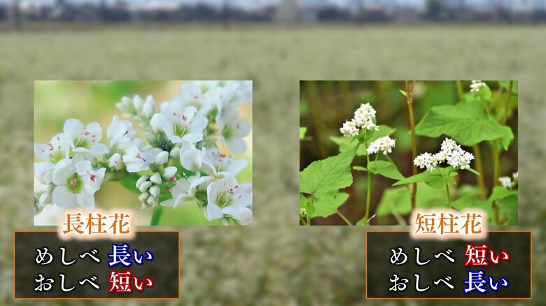 ソバの花の種類