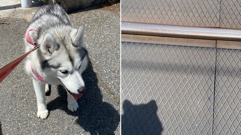 踏切を嫌がるマリナちゃん（左）、抱っこして渡る様子（右）（提供：飼い主さん）