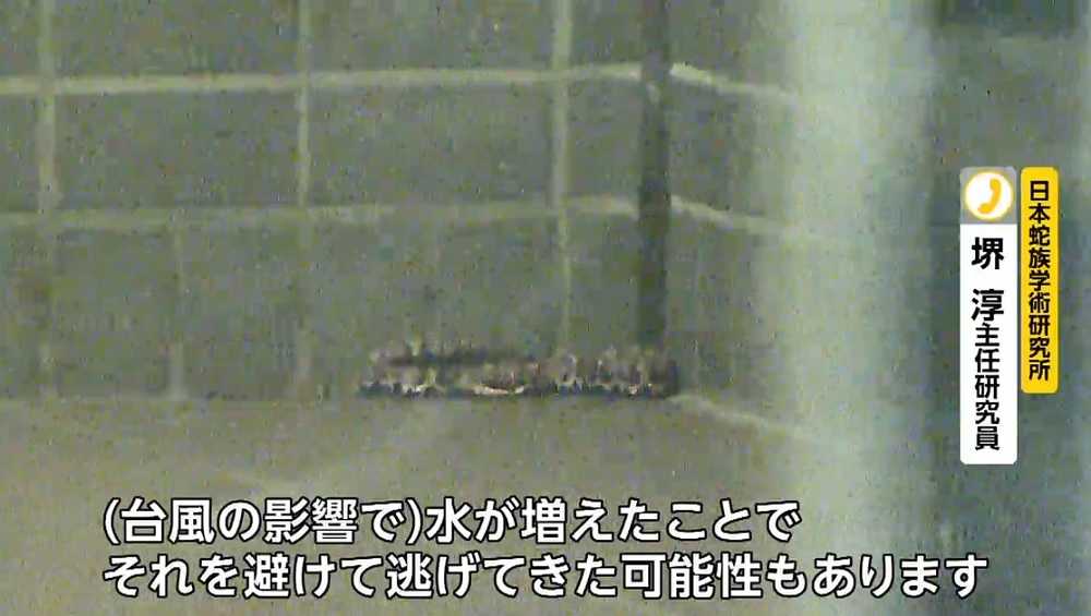 住民が捕獲 都内のマンションに マムシ 出現の謎 原因は台風