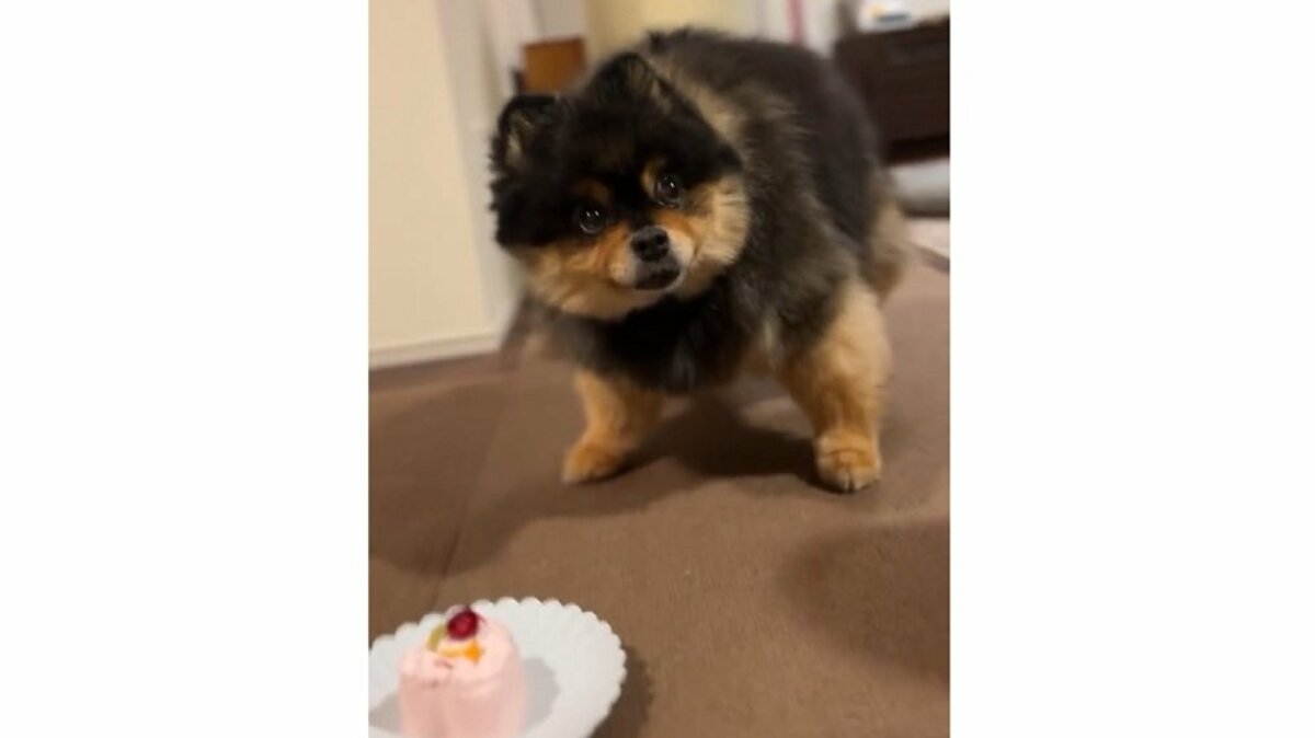 本当にいいの 10歳の誕生日ケーキをなぜか食べようとしない犬 飼い主に何度も確認する姿がかわいい