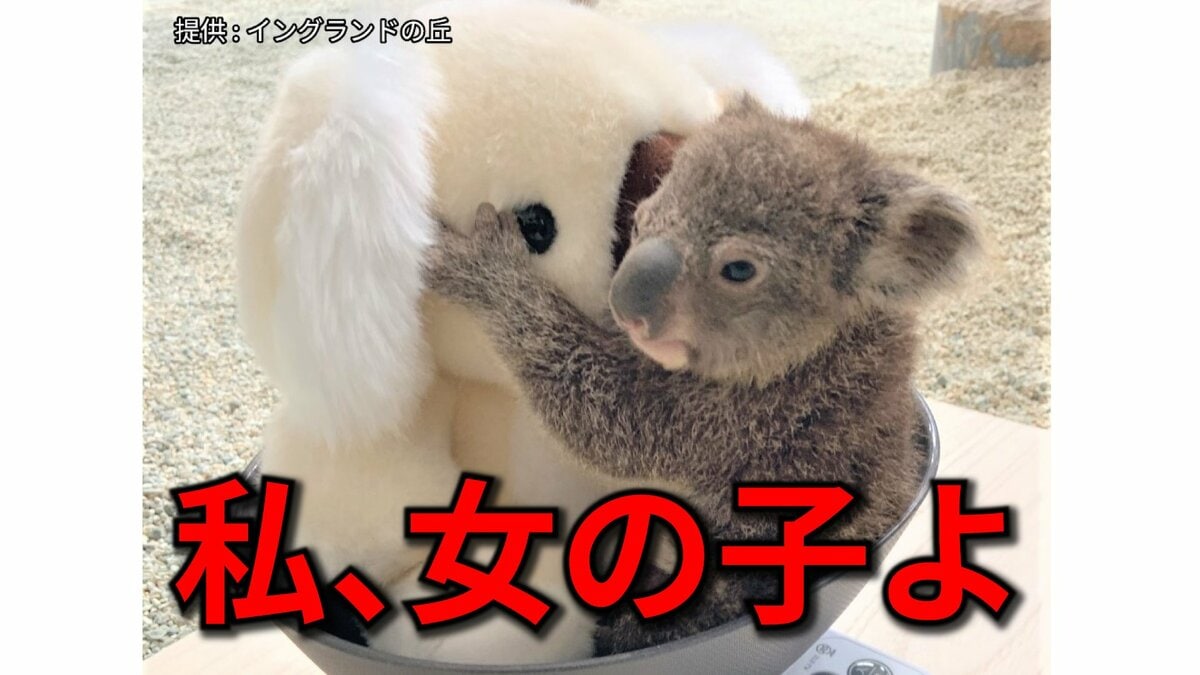 コアラの赤ちゃん実は「メス」 オスの「睾丸」とメスの「袋のしわ」を