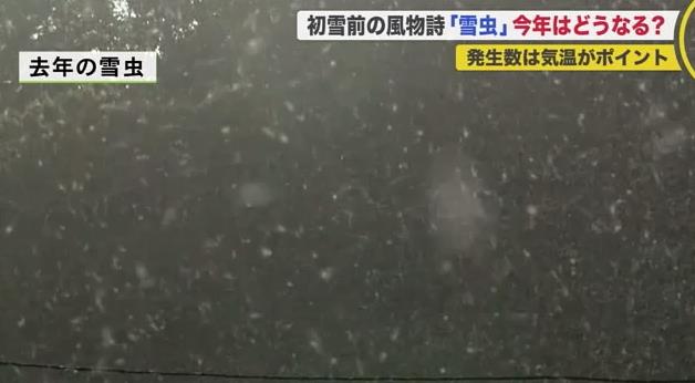 雪虫 記録的残暑で今年も大量発生か アレルギー予防のためには つぶさないことが重要