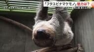 フタユビナマケモノが八木山動物公園の仲間に　どんな動物？飼育員に魅力を聞く〈仙台市〉