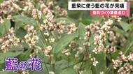 ジャパンブルーで人気の藍染めに使う藍の花が見頃　淡いピンク色…