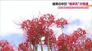 約300万本の彼岸花が見ごろ迎える　福島・二本松市「安達ヶ原ふるさと村」　9月末まで楽しめる