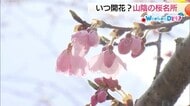週末どうする？開花が待ち遠しい！松江城、久松公園、湊山公園…山陰の名所の桜をチェック