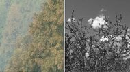 秋の花粉症にご注意　「喉がガラっとしちゃう」ジグザグ気温の寒暖差で体調不良相次ぐ