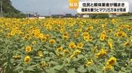 「笑顔になるね」輪島市に5万本のヒマワリ　被災地に咲く希望の花